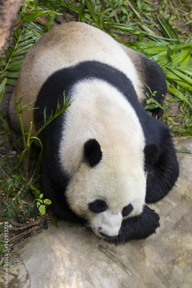 Image of a panda on nature background. Wild Animals. Image of a panda on nature background. Wild Animals.