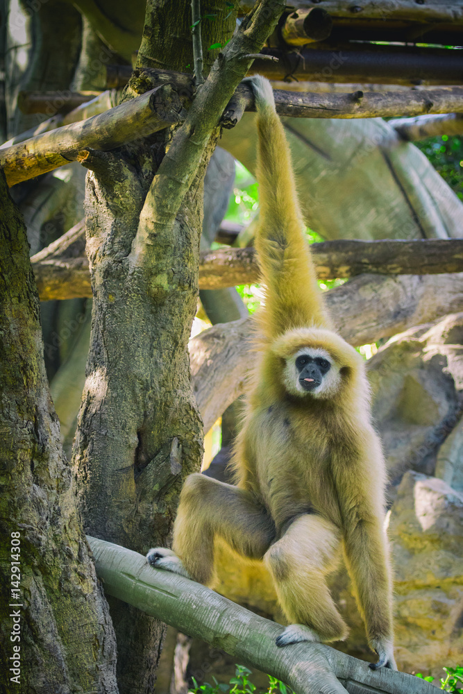Naklejka premium Image of a gibbon swing on trees. Wild Animals.