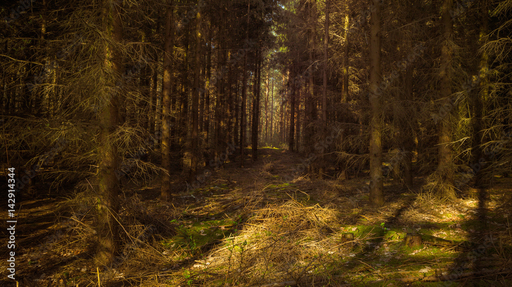 Waldweg Waldweg