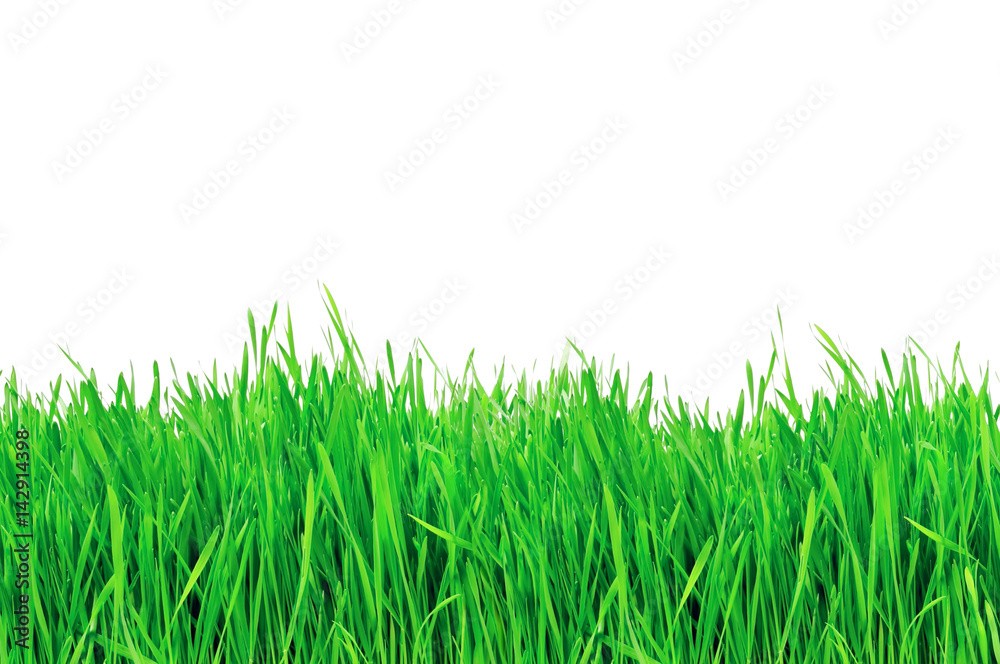 Fototapeta premium zielona trawa na białym tle na białym tle