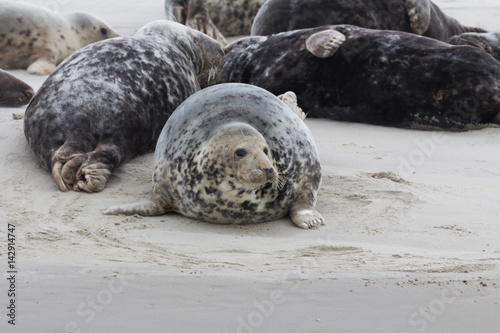 Foto van zeehonden op een zandplaat in de buurt van  Vlieland. photo