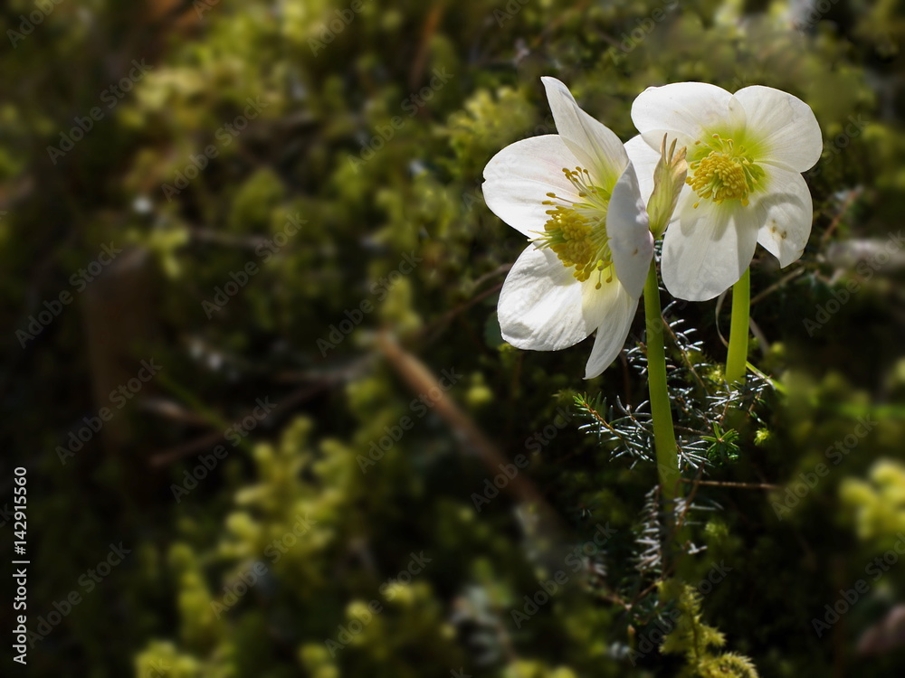 Schneerosen ( Christrosen, Weihnachtsrosen, Schwarze Nieswurz) (Helleborus  niger) Stock Photo | Adobe Stock