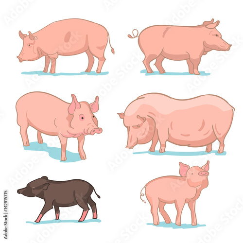 Realistic colored sketch vector illustration of farm pigs © mariaaverburg