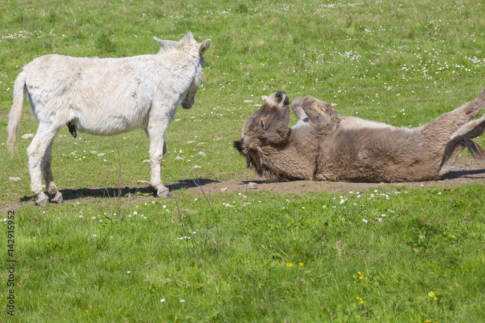 Obraz premium Couple d'ânes