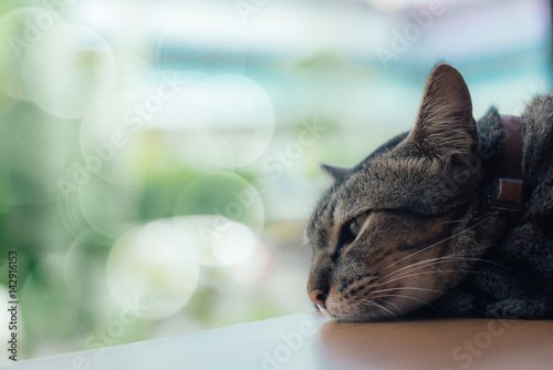 A lonely cat sleep on the table beside the window in selective focus.