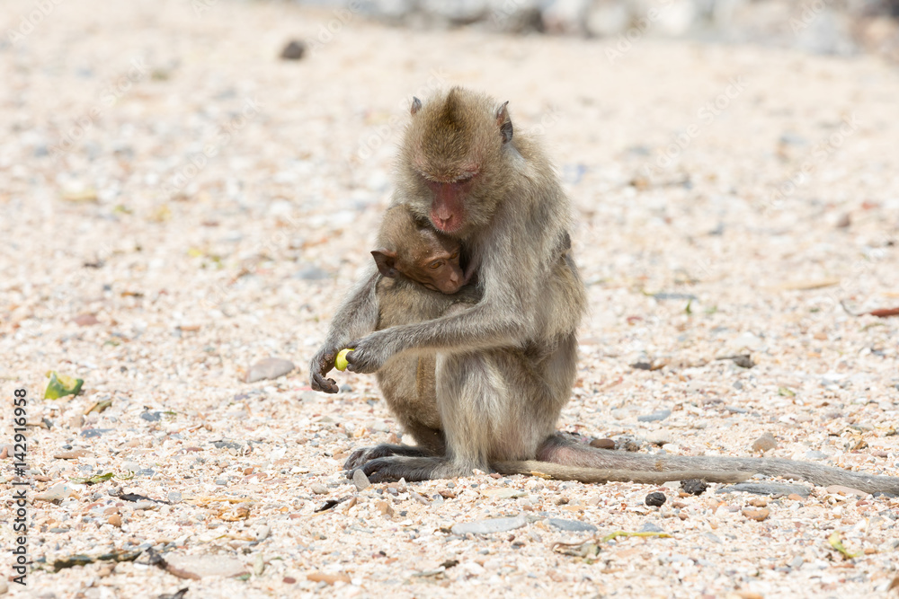 Monkeys - mother and child on sand