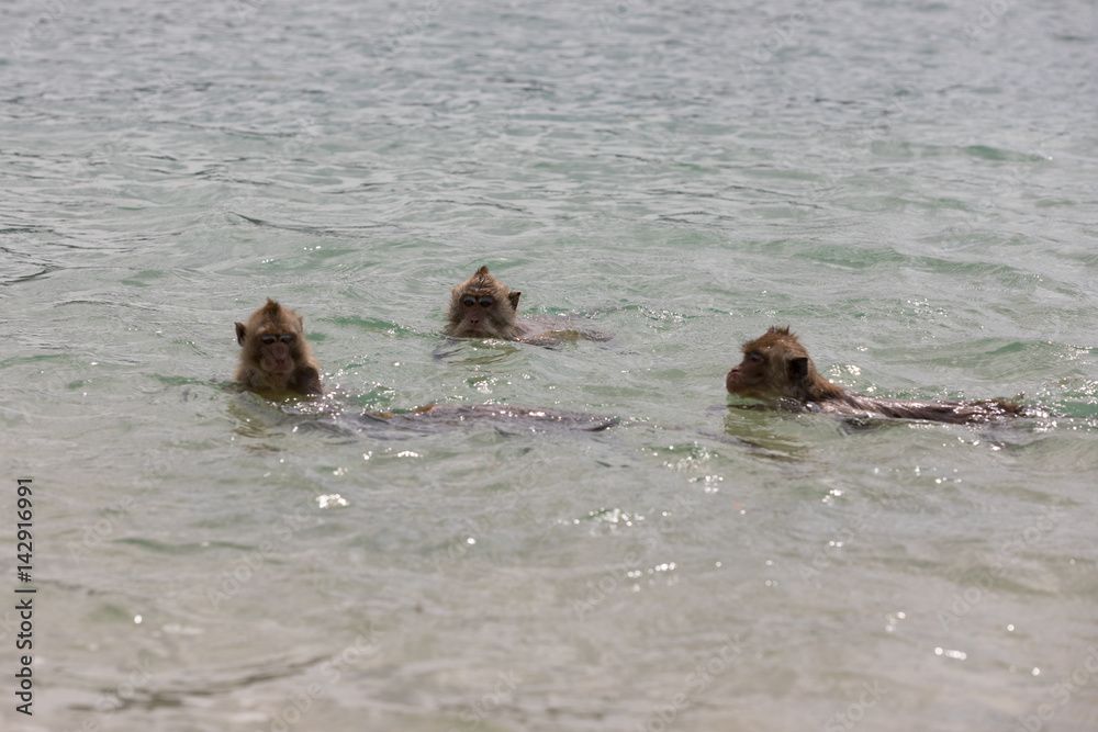 Fototapeta premium Three monkeys bathe in the sea