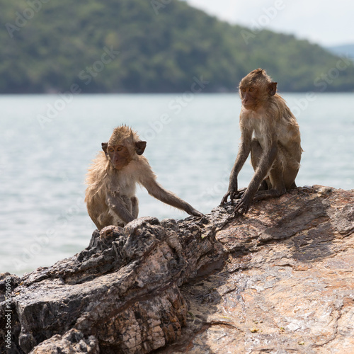 Two monkeys after bathing