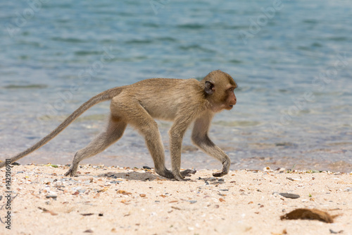 The monkey walks along the seashore