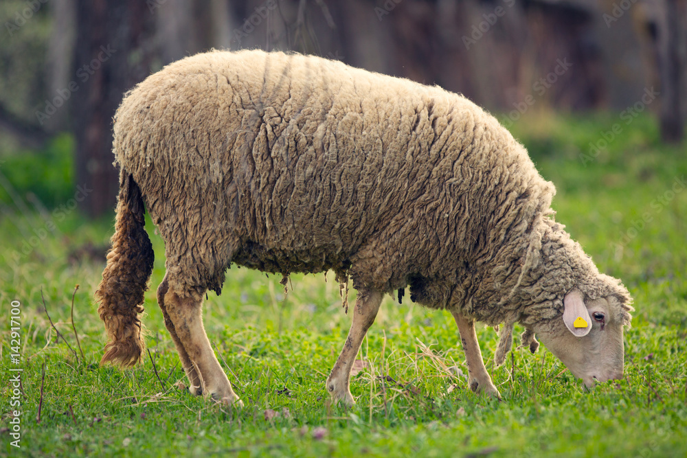 Obraz premium Sheep grazing