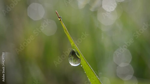 Fresh green spring grass with dew drops closeup. 