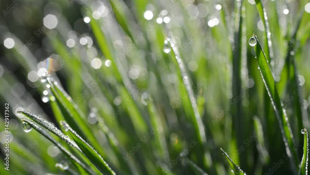 Fresh green spring grass with dew drops closeup. Fresh green spring grass with dew drops closeup.
