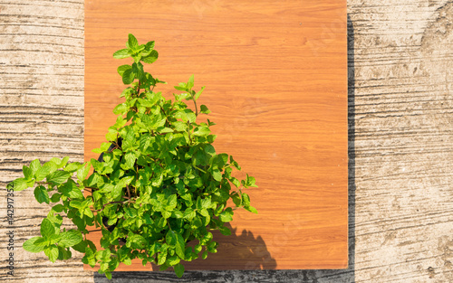Fresh mint in a vase on a wooden background