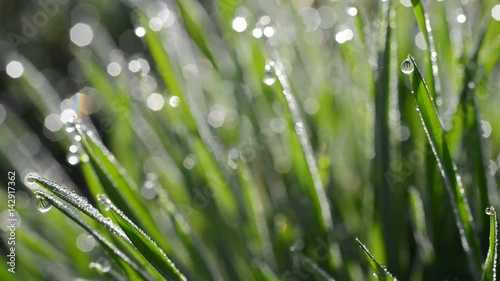 Fresh green spring grass with dew drops closeup. 