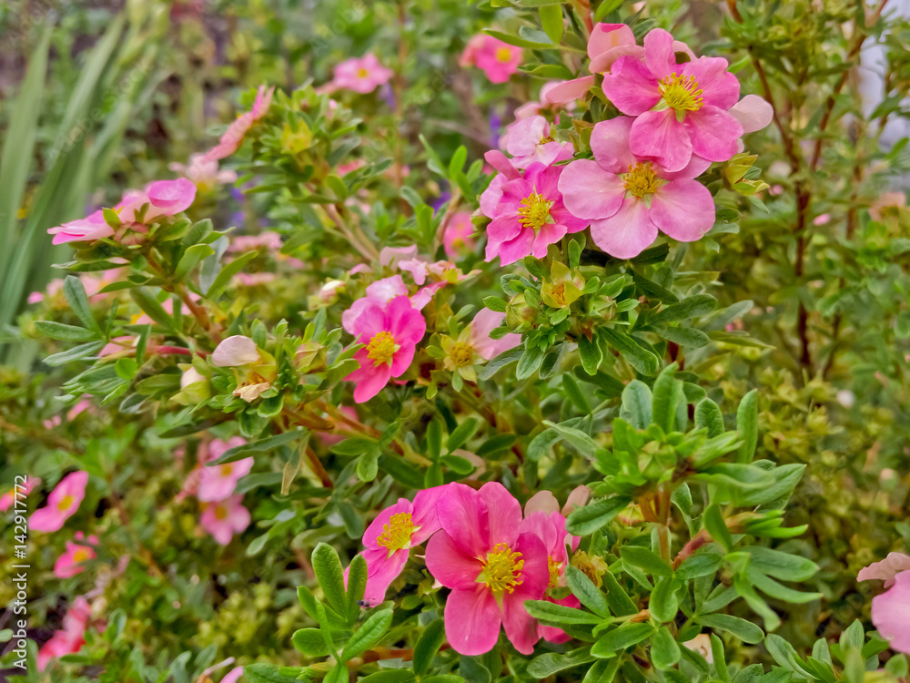 Flowers of pink cinquefoil