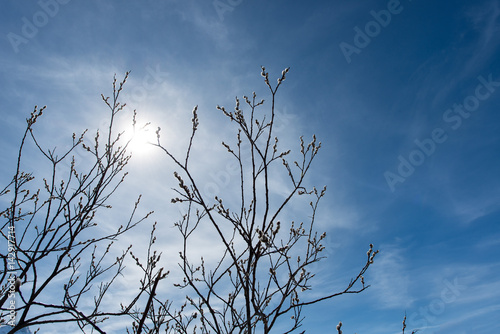 Buds on the branches at the mountain sun