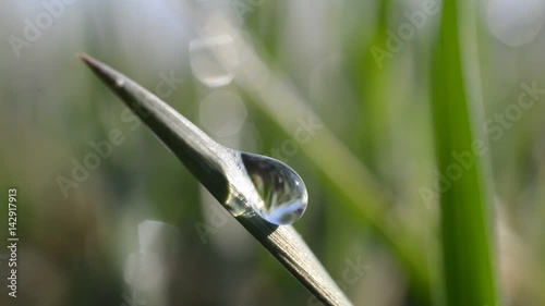 Fresh green spring grass with dew drops closeup. 