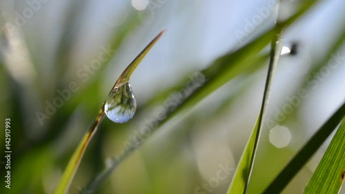 Fresh green spring grass with dew drops closeup. 