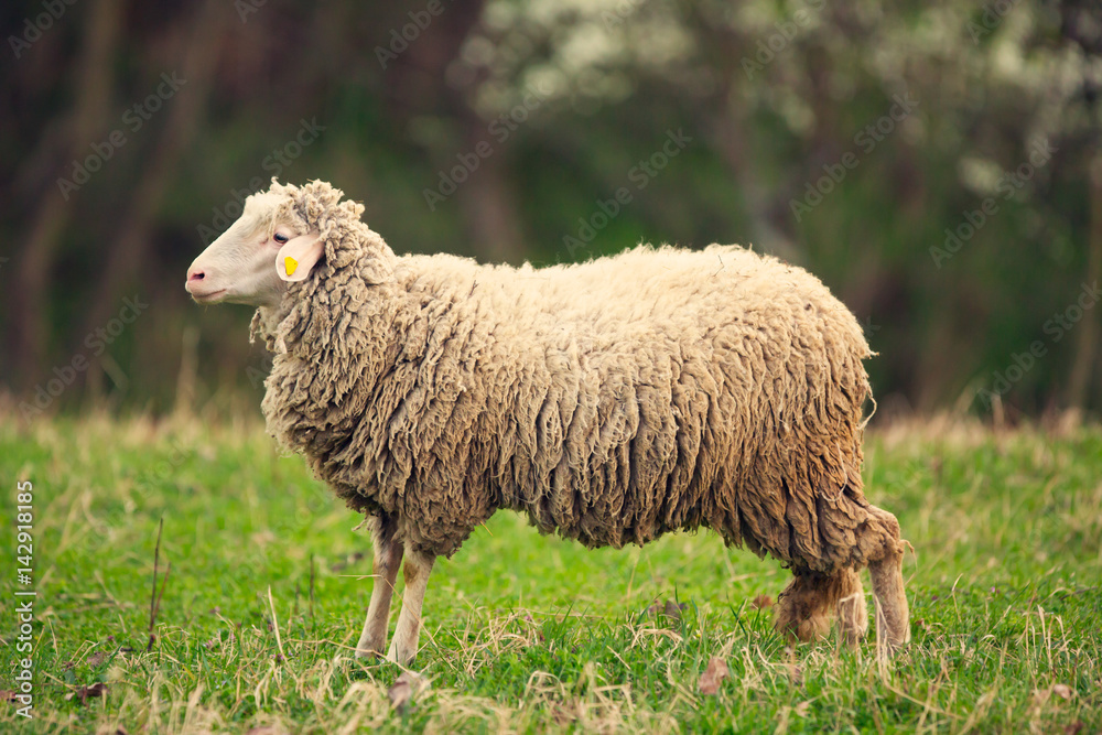 Obraz premium Sheep grazing