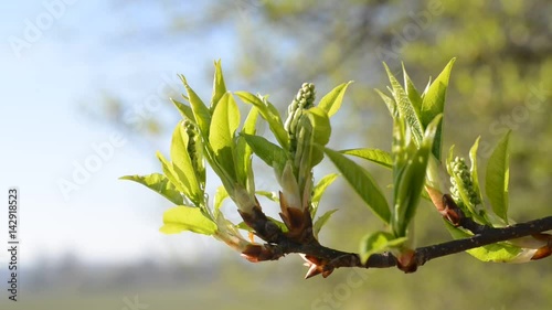 Spring branch tree close up. Natural background.