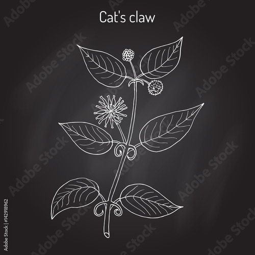 Cat s claw Uncaria tomentosa , or vilcacora, medicinal plant