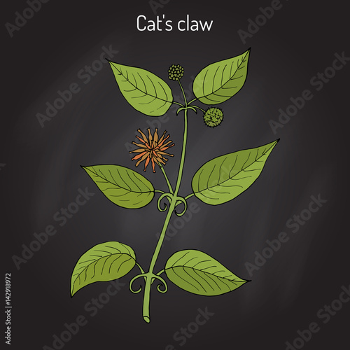 Cat s claw Uncaria tomentosa , or vilcacora, medicinal plant