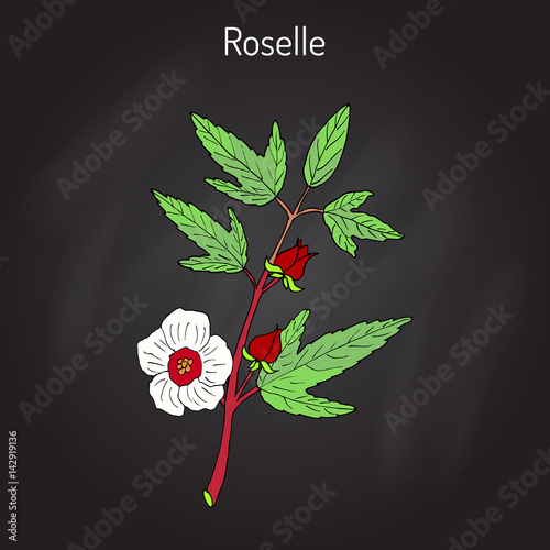 Fototapeta Naklejka Na Ścianę i Meble -  Roselle Hibiscus sabdariffa , or carcade