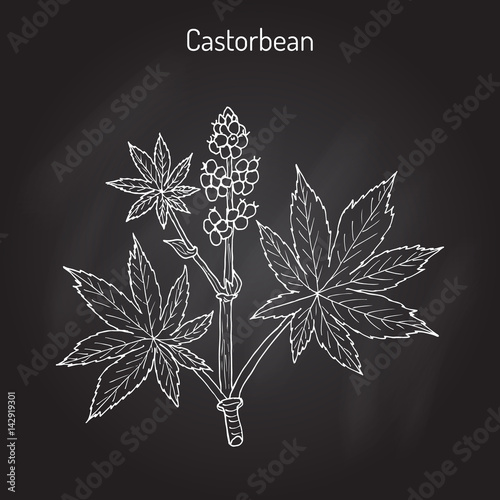 Castorbean, or Castor-oil-plant Ricinus communis , medicinal plant