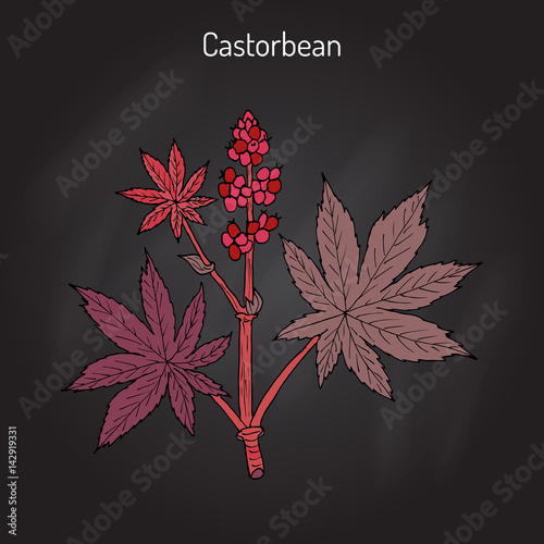 Castorbean, or Castor-oil-plant Ricinus communis , medicinal plant
