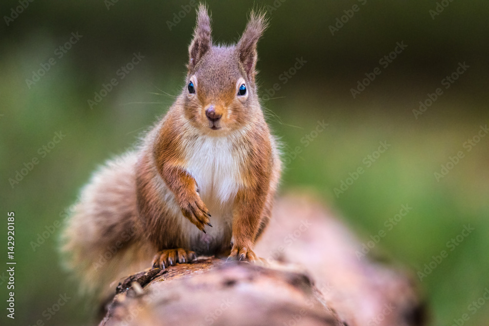 Red Squirrel (sciurus vulgaris) sittin on a log facing front Red Squirrel (sciurus vulgaris) sittin on a log facing front