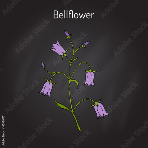 Peach-leaved bellflower Campanula persicifolia , flowering plant