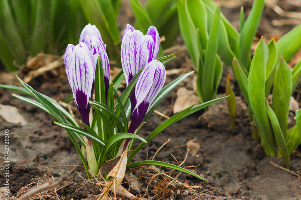 Violet crocus on the flowerbed, soft focus background Violet crocus on the flowerbed, soft focus background