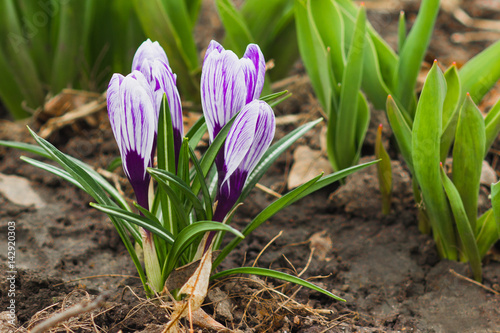 Violet crocus on the flowerbed  soft focus background