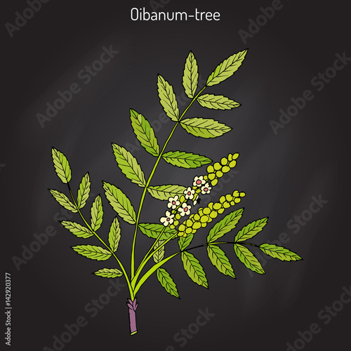 Olibanum-tree Boswellia sacra , or frankincens, aromatic tree