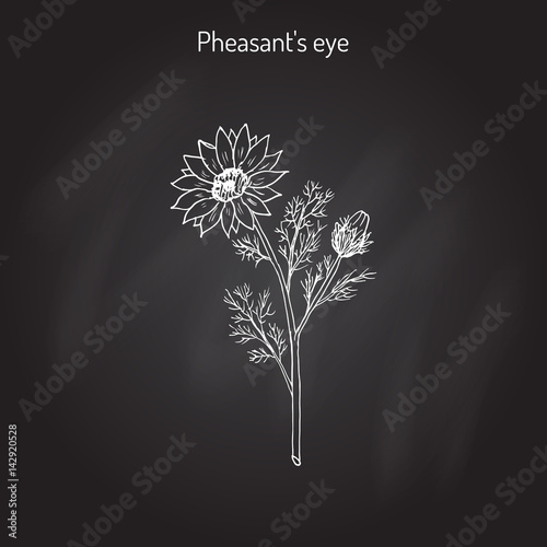 Adonis vernalis, spring pheasant s eye, or false hellebore, medicinal plant
