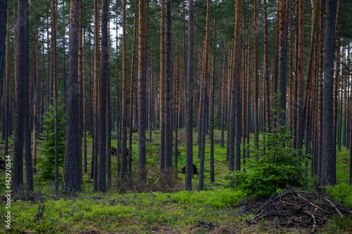 Dark evergreen forest during early spring in the north of Russia