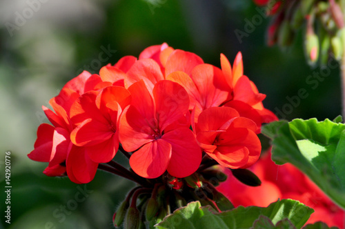 Splendid red  geranium on foreground © imago1956rs