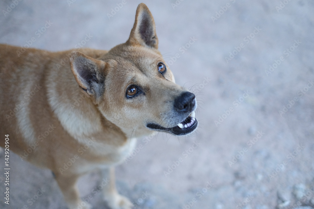 Close up Dog. A lonely roadside dog in Thailand. Brown little Dog Looking, Dog portrait close up Asia Thai animal pet. Close up eyes. Close up Dog. A lonely roadside dog in Thailand. Brown little Dog Looking, Dog portrait close up Asia Thai animal pet. Close up eyes.