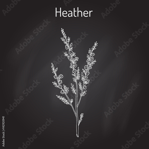 Heather calluna vulgaris branch with leaves and flowers - medicinal and honey plant