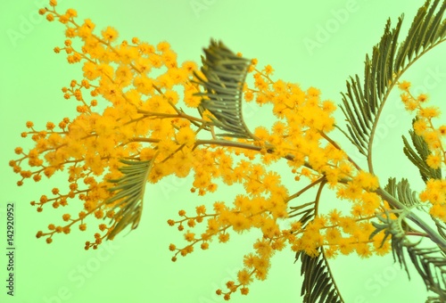mimosa flowers photo