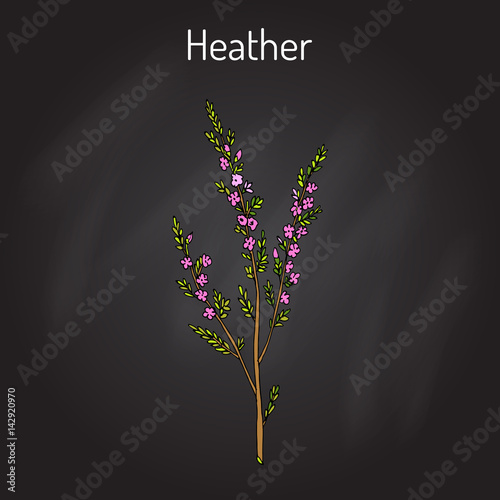 Heather calluna vulgaris branch with leaves and flowers - medicinal and honey plant