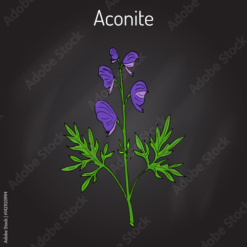 Aconite Aconitum napellus , flowering plant