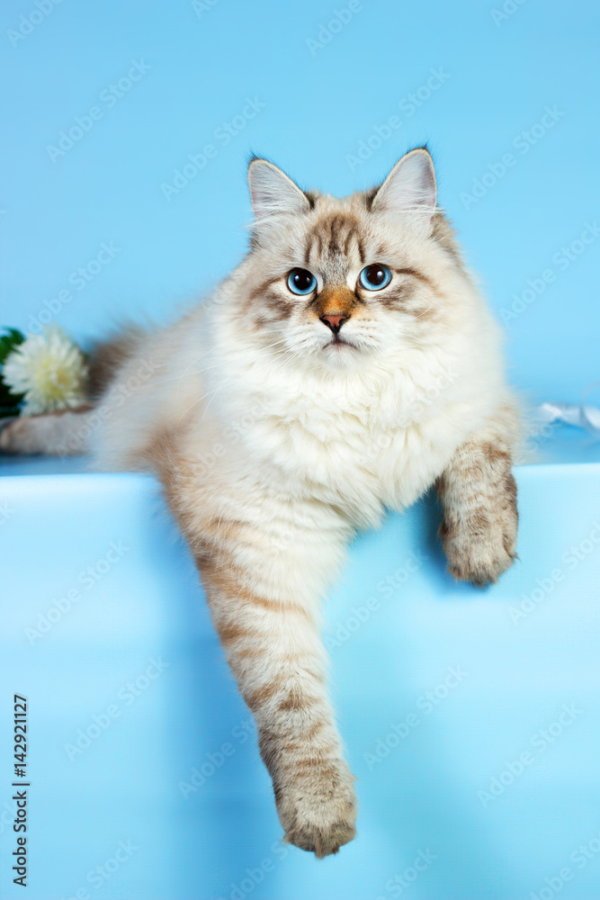 Naklejka premium Neva masquerade kitten on blue background