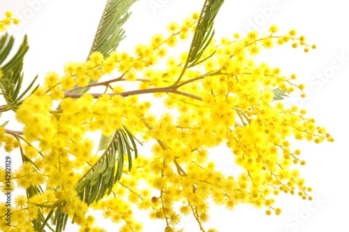 mimosa flowers photo