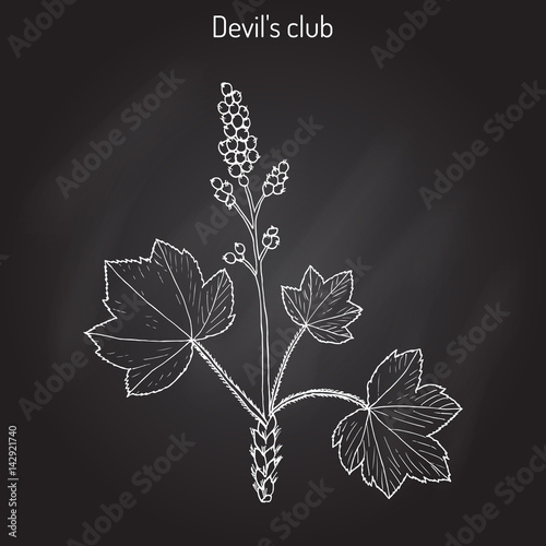 Devil s club or walking stick Oplopanax horridus , medicinal plant