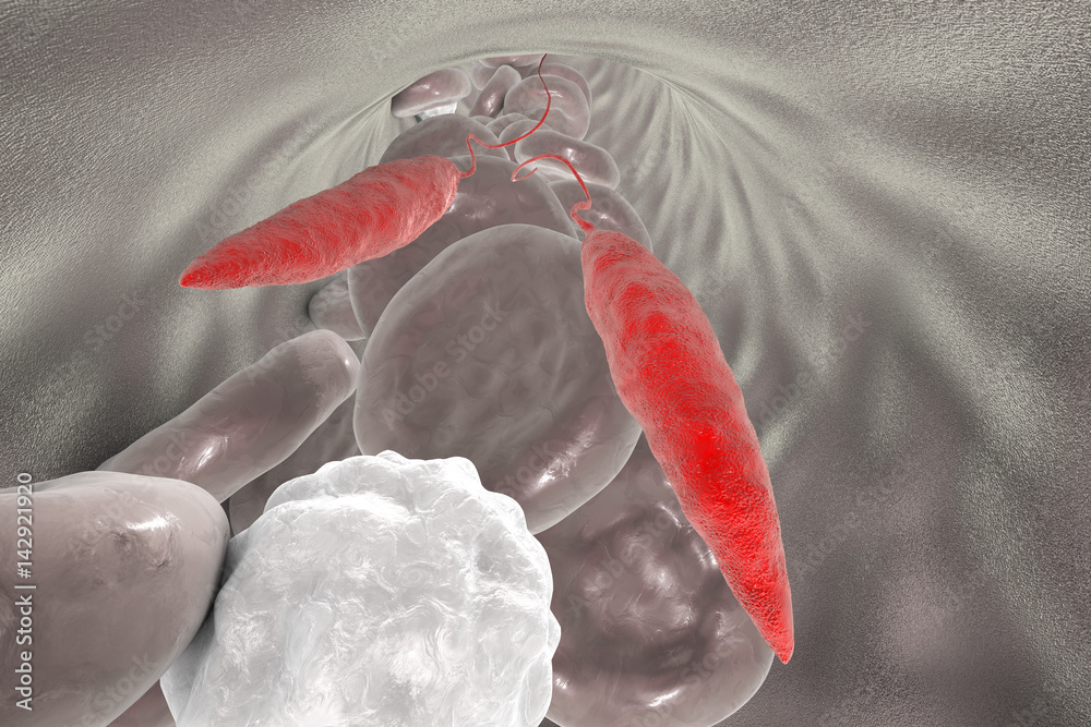 Promastigotes of Leishmania parasite which cause leishmaniasis in blood ...