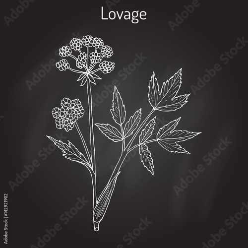 Lovage levisticum officinale , culinary and medicinal herb