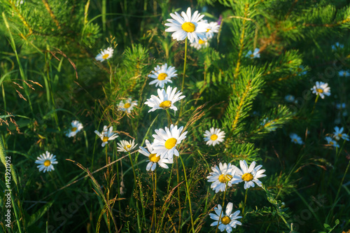Daisy flowers in garden among sunlight