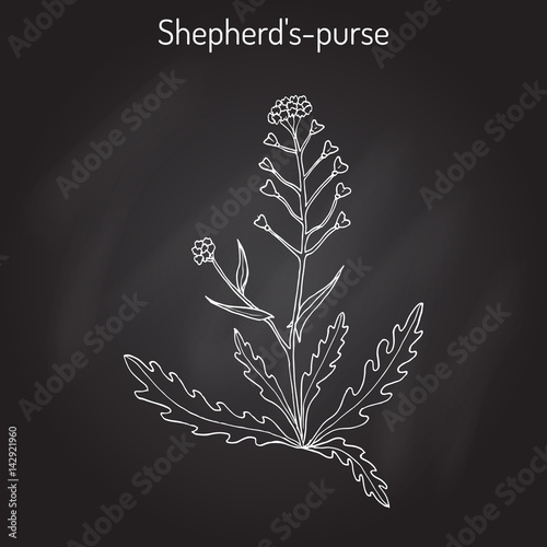 Shepherd s purse Capsella bursa-pastoris , medicinal herb