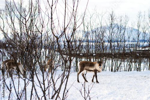 Rentier bei Troms  